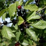 Зърнастец елшовиден, дива боя - Rhamnus frangula L. (Frangula alnus Mill.)