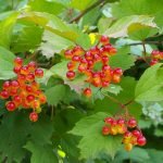 Калинка червена, гримиж, картоп, снежна китка, тутунга - Vibrunum opulus L.