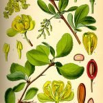 Кисел трън, царево грозде, царско дърво - Berberis vulgaris L.