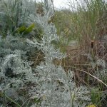 Морски пелин, глистна трева - Artemisia maritima L. var. maritima