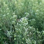 Овчарска торбичка - Capsella burs a-pastoris (L.) Medic.