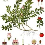 Мечо грозде, дива боровинка - Arctostaphylos uva-ursi (L.) Spreng.