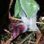 Копитник, мироглед, потайник, стражак - Asarum europaem L.