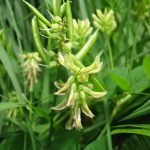 Клинавче сладколистно, орлови нокти, сладколистно сграбиче - Astragalus glycyphyllos L.