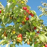 Дрян - Cornus mas L.