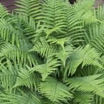 Мъжка папрат, противоглистна папрат - Nephrodium filix - mas (L). Rich. или Dryopteris filix-mas