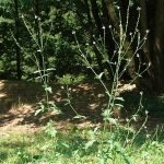 Върбинка - Verbena officinalis L.