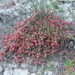 Ефедра - Ephedra distachya L. [E. vulgaris (L.) Rich]