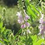 Жаблек, конски ребра, диво салкъмче - Galega officinalis L.