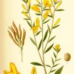Жълтуга багрилна, бояджийска жълтуга - Genista tinctoria L.