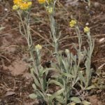 Жълт смил, смин, старо цвете, сухо цвете - Helichrysum arenarium L. D.C. ( Gnaphalium arenarium L.)