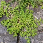 Изсипливче голо, белило - Herniaria glabra L.