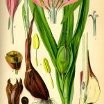 Кърпикожух, мразовец, есенен минзухар, качунка, пъди овчар - Colchicum automnale L.