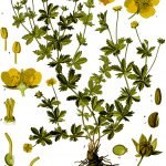 Очиболец лечебен, бутурак, планински очиболец - Potentilla tormentilla Neck. (P. erecta Rauschel)