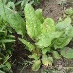 Киселец, лападец - Rumex acetosa L.