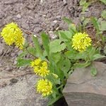 Жълт енчец, златна пръчица, горски енчец, златник - Solidago virgaurea L.