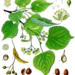 Липа - Tilia argentea Desf., Tilia cordata Mill., Tilia platyphyllos Scop.