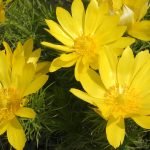 Горицвет, слети коса - Adonis vernalis L.