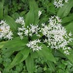 Левурда, див чесън, мечи лук - Allium ursinum L.