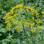 Копър, монотър, старкос - Anethum graveolens L.