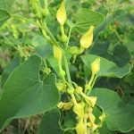 Вълча ябълка, ябълчина - Aristolochia clematitis L.