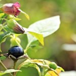 Лудо биле, беладона, бимбилик, развалниче, старо биле, отровно биле - Atropa belladonna L.