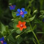 Огнивче обикновено, видовиня - Anagallis arvensis L.