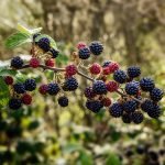 Къпина, планучка - Rubus fruticosus L. (под това име са описани няколко вида къпини).