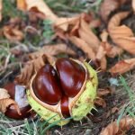 Конски кестен, див кестен, яровка - Aesculus hippocastanum L.
