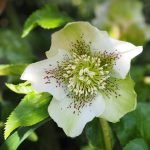 Кукуряк, бамбатурка - Helleborus odorus Waldst. et Kit.