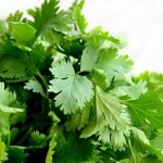 Кориандър, кишниш - Coriandrum sativum L.