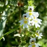 Очанка лечебна, очемилка - Euphrasia officinalis L. (E. rostkoviana Hayhne)