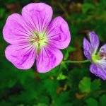 Кръвен здравец, жива трева, щъркулянче - Geranium sanguineum L.
