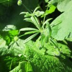Лепка, гергевка, обикновено еньовче, свитак, торица - Galium aparine L.