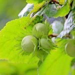 Леска обикновена - Corylus avellana L.