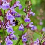 Градински чай, какула, лечебен конски босилек - Salvia officinalis L.