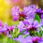 Метличина обикновена, синчец, горка - Centaurea cyanus L.