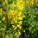 Жълта акация, жълт салкъм, златен дъжд - Laburnum anagyroides Medic.