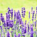 Лавандула, лаванда - Lavandula angustifolia Mill.