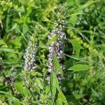 Дяволска уста, домашна коприва, поималка, наметливо биле - Leonurus cardiaca L.