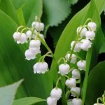 Момина сълза - Convallaria majalis L.