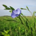 Лен - Linum usitatissimum L.