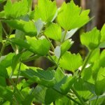 Заря, селим - Levisticum officinale Koch.