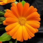 Невен - Calendula officinalis L.