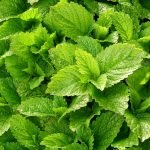 Маточина, лимонче, маторка пчелинък - Melissa officinalis L.