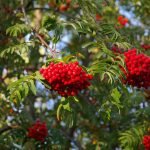 Офика, самодивско дърво, калина, меко дърво - Sorbus aucuparia L.