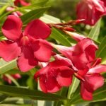Зокум, лян, олеандър - Nerium oleander L.