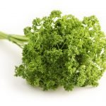 Магданоз, меродия, петрожил - Petroselinum crispum (Mill.) Nym. (P. sativum Hoffim.)