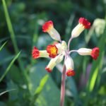 Иглика, агличе, игличина - Primula officinalis Jacq.