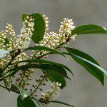 Лавровишня, зеленика, лаврова вишня, лаврова череша - Laurocerasus officinalis Roem. (Prunus laurocerasus L.)